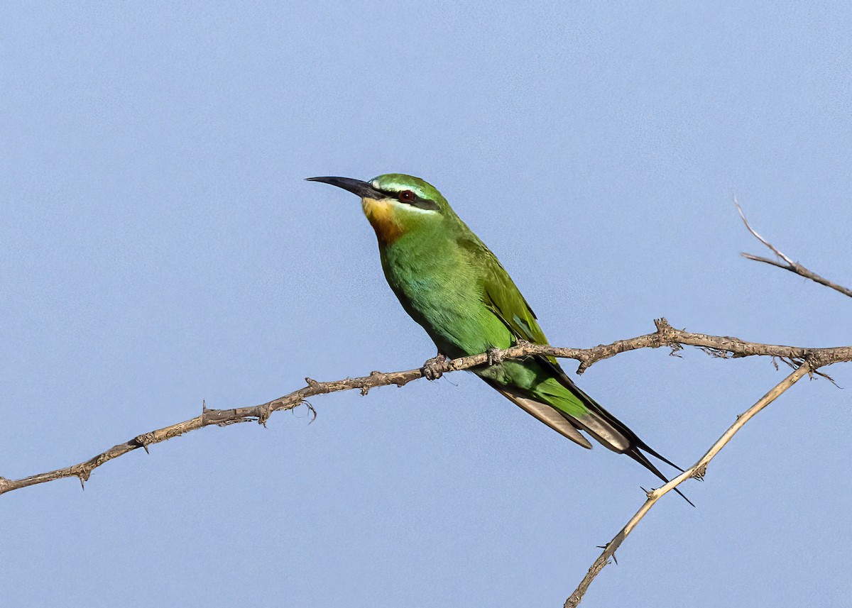 Blue-cheeked Bee-eater - ML519655171