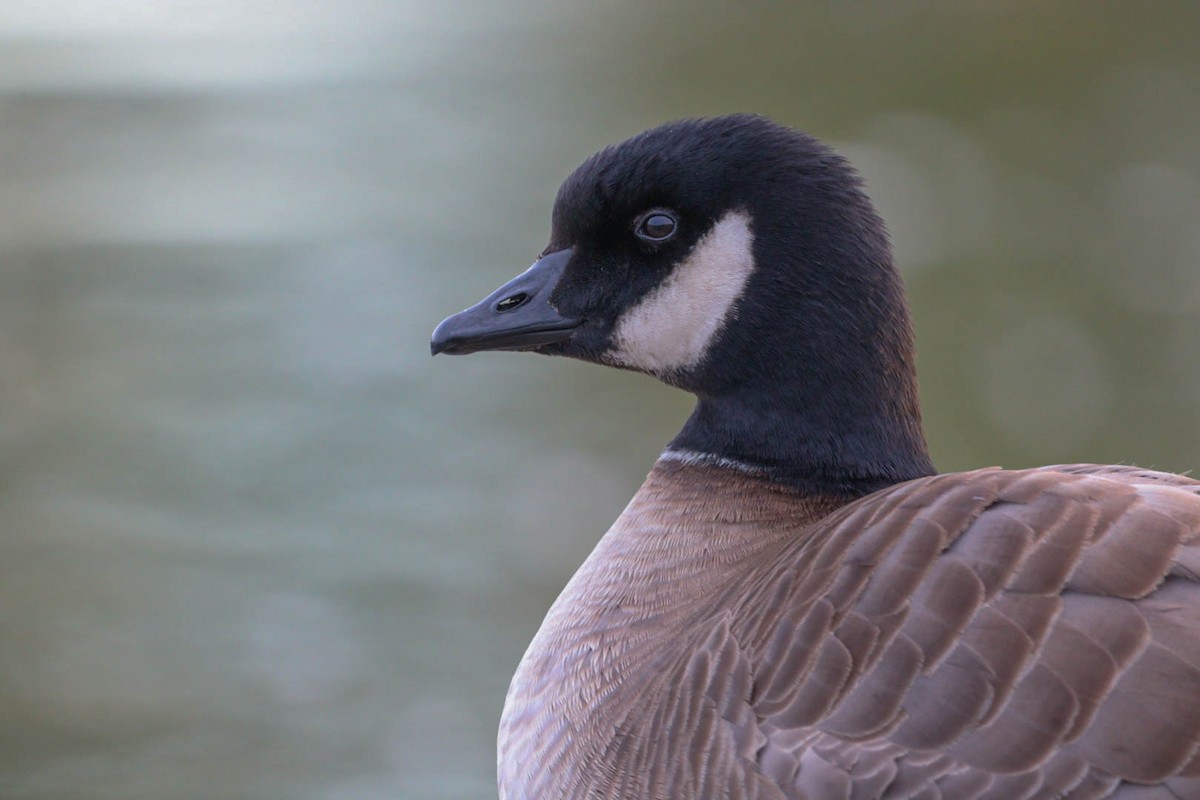 Cackling Goose (Aleutian) - ML519658161