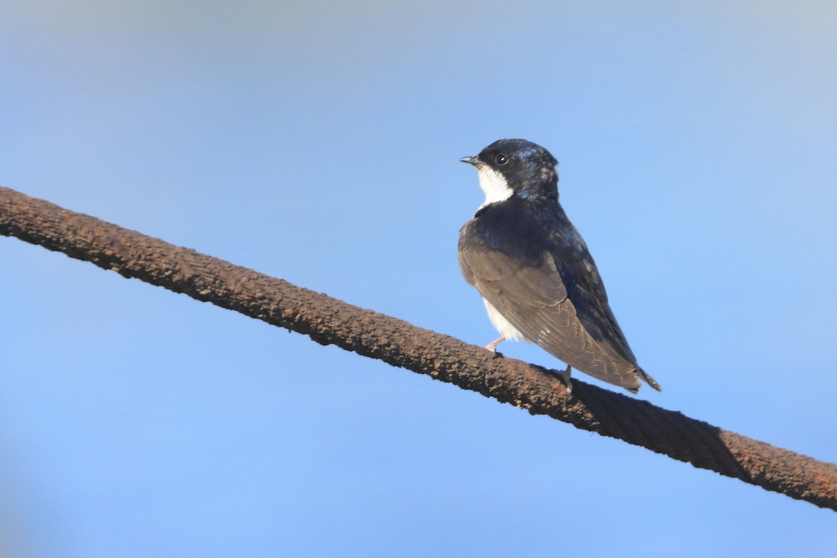 Chilean Swallow - Tiare Rivera