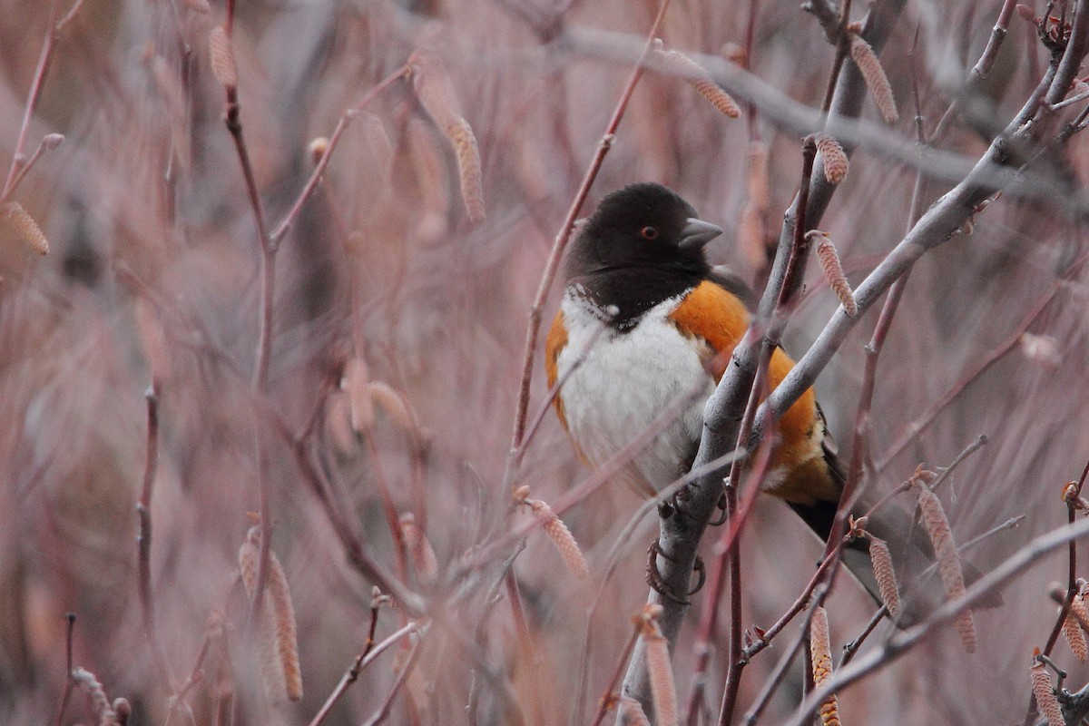 Spotted Towhee - ML51966631