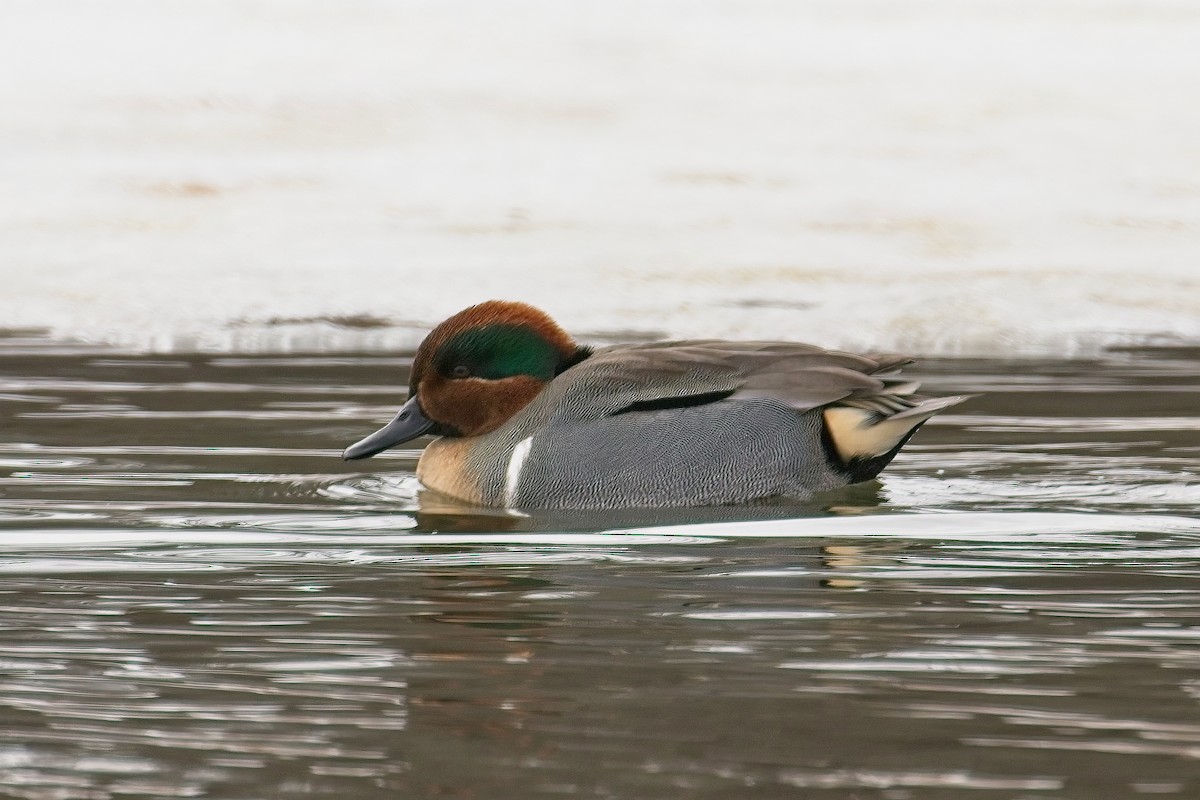 Green-winged Teal - ML519668371