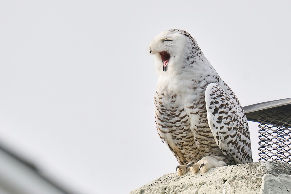 Snowy Owl - Grigory Heaton