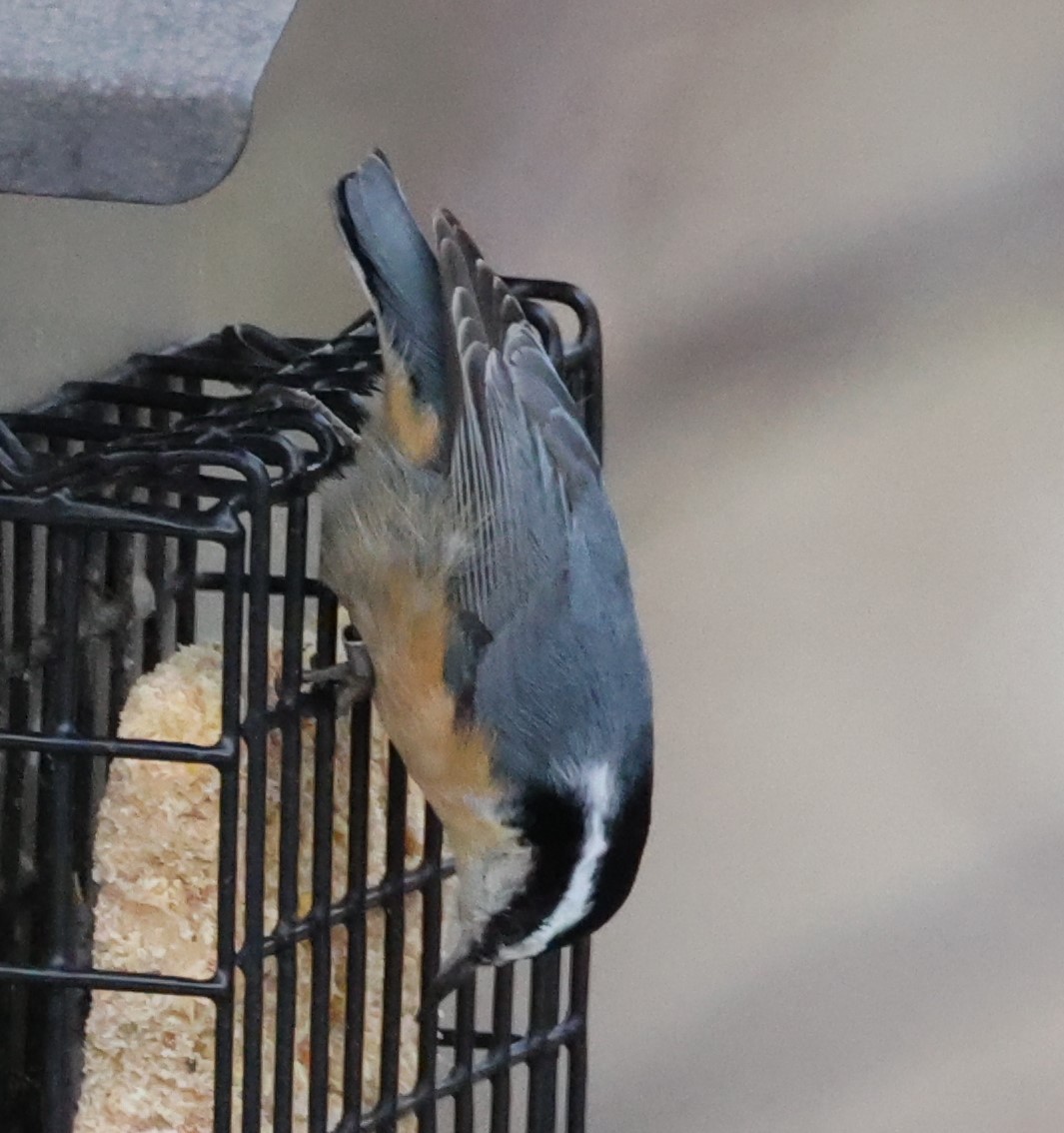 Red-breasted Nuthatch - ML519670401