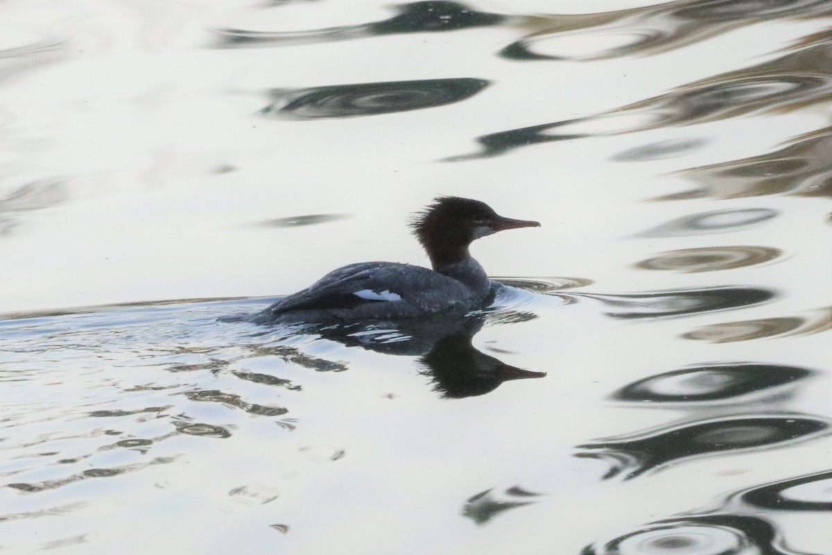 eBird Checklist 2 Jan 2023 Lynnhaven House & Colonial Education
