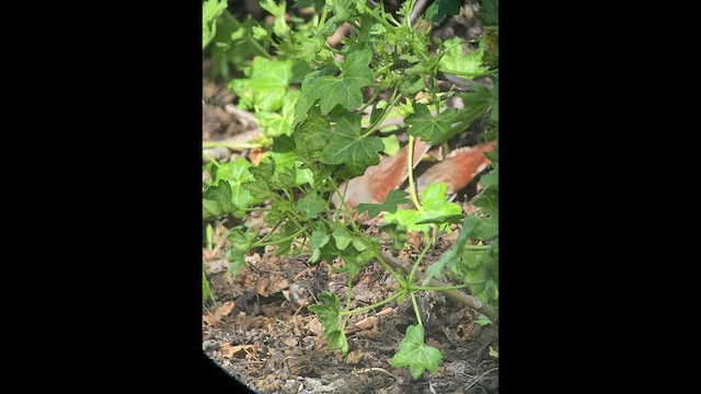 Fox Sparrow (Red) - ML519673871