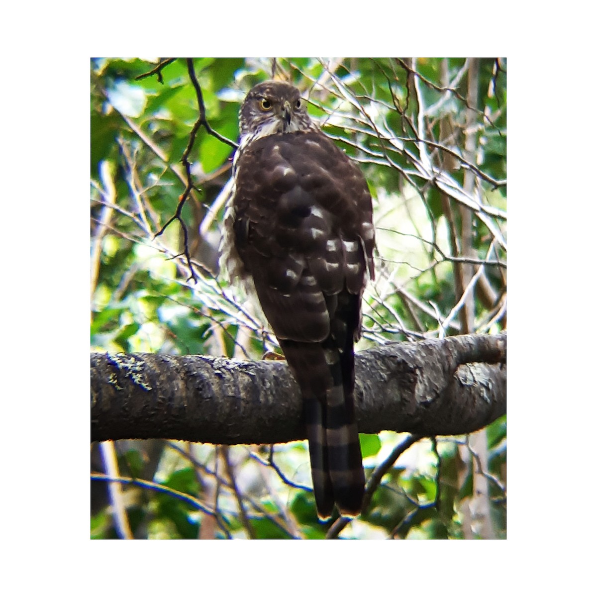 Chilean Hawk - José Dellacasa (Cachuditos Birdwatching)