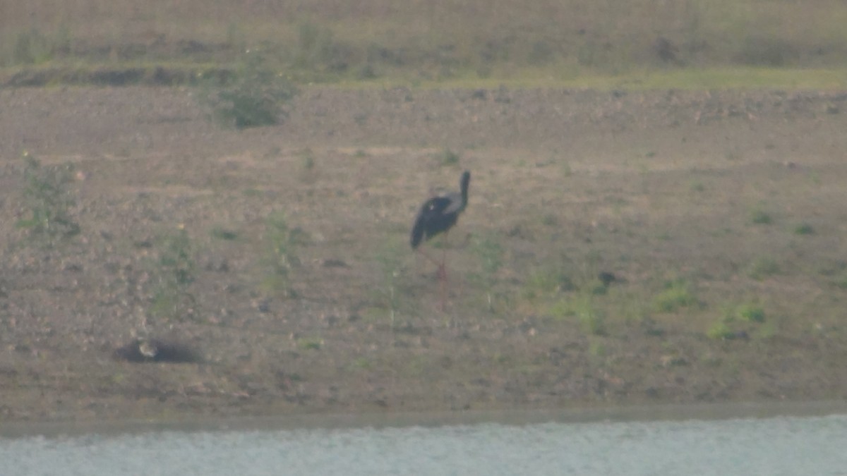 Black-necked Stork - ML51967831