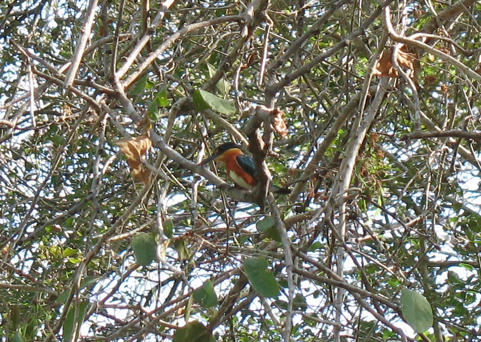 American Pygmy Kingfisher - ML519682311