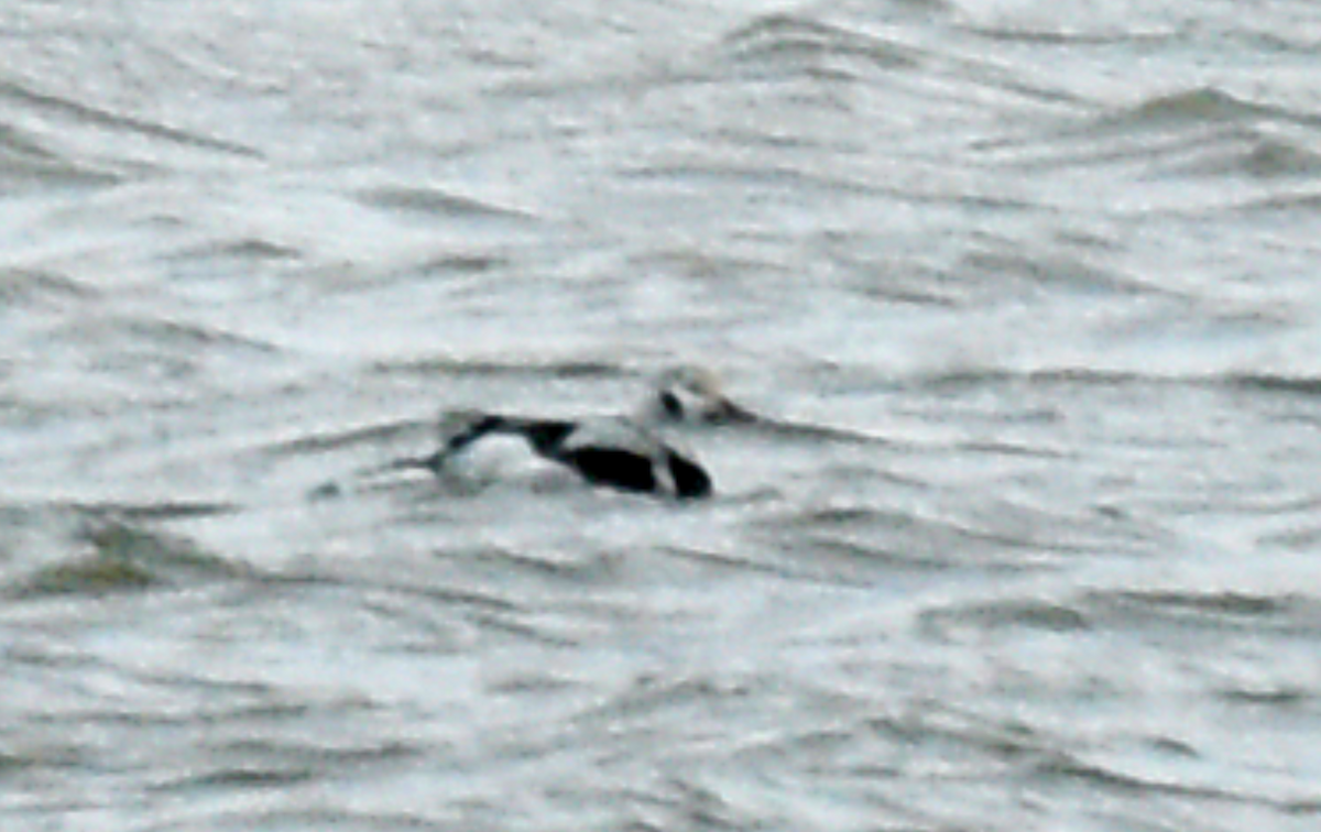 Long-tailed Duck - ML519683311