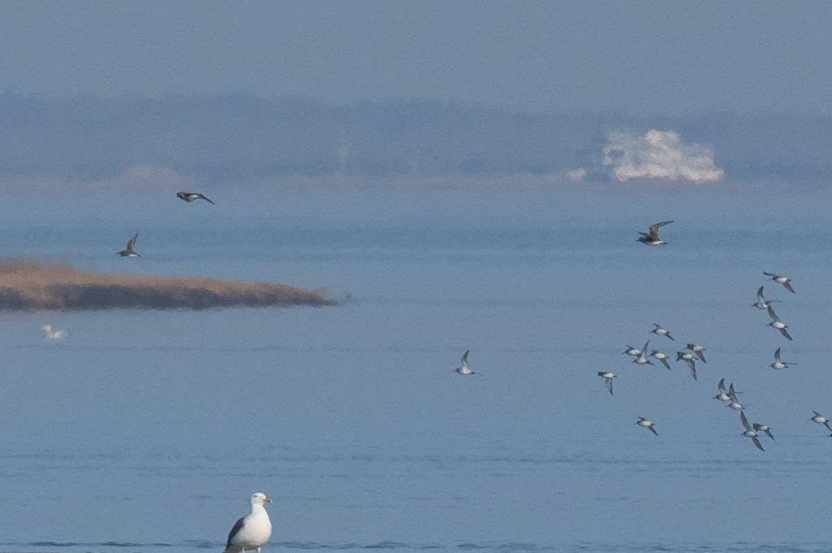 eBird Checklist - 2 Jan 2023 - Edwin B. Forsythe NWR--Holgate (Long