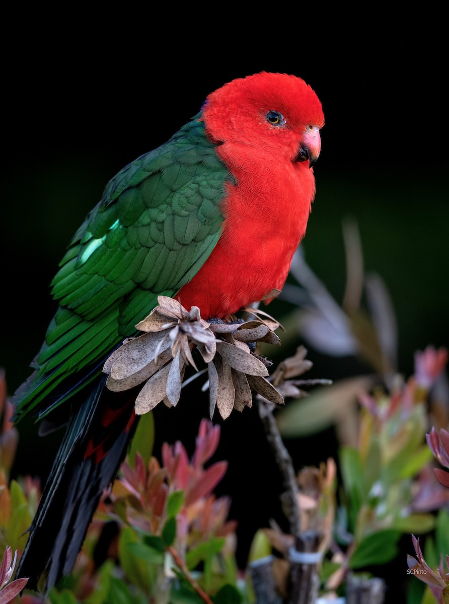 Australian King-Parrot - Shailesh Pinto