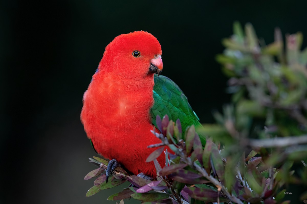 Australian King-Parrot - Shailesh Pinto