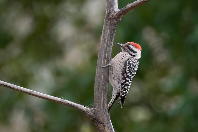 Ladder-backed Woodpecker