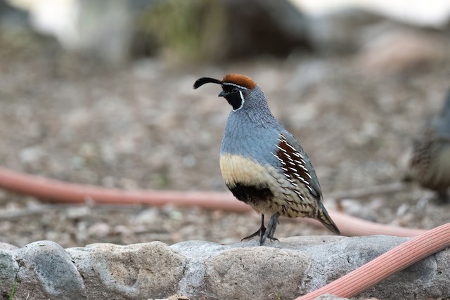 Gambel's Quail