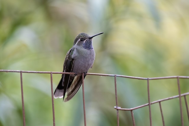 Blue-throated Mountain-gem