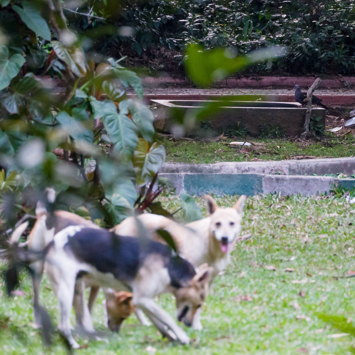 eBird India Checklist 17 Mar 2017 Nandi Hills 32 species