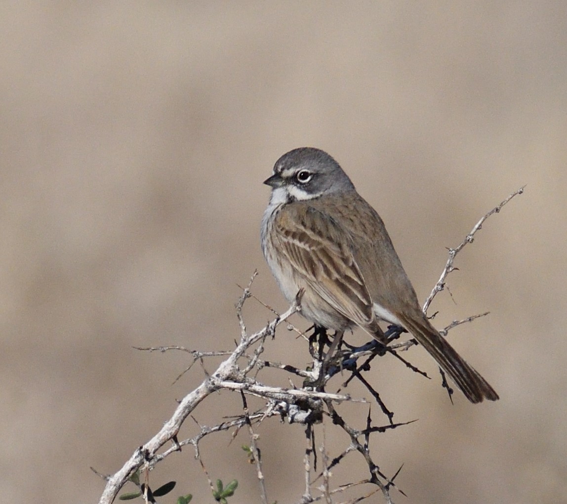 Sagebrush/Bell's Sparrow (Sage Sparrow) - ML519697671