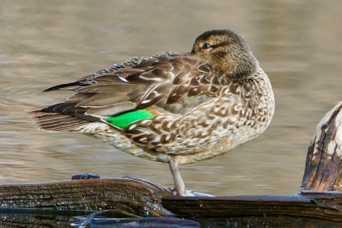 Green-winged Teal - ML519699071