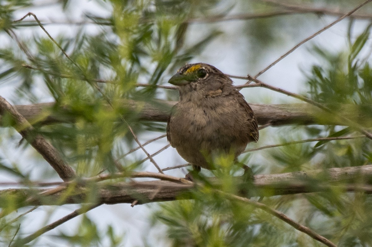 Grassland Sparrow - ML519701741