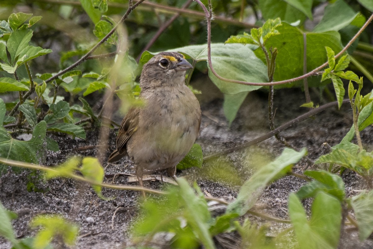 Grassland Sparrow - ML519701751