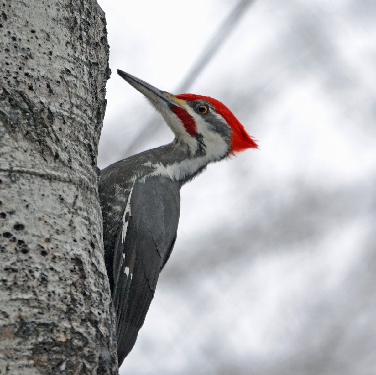 Pileated Woodpecker - ML51970201