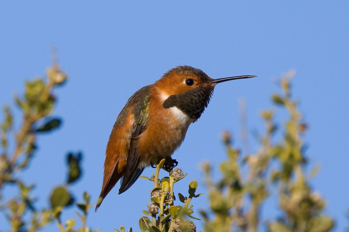 Allen's Hummingbird - ML519706191