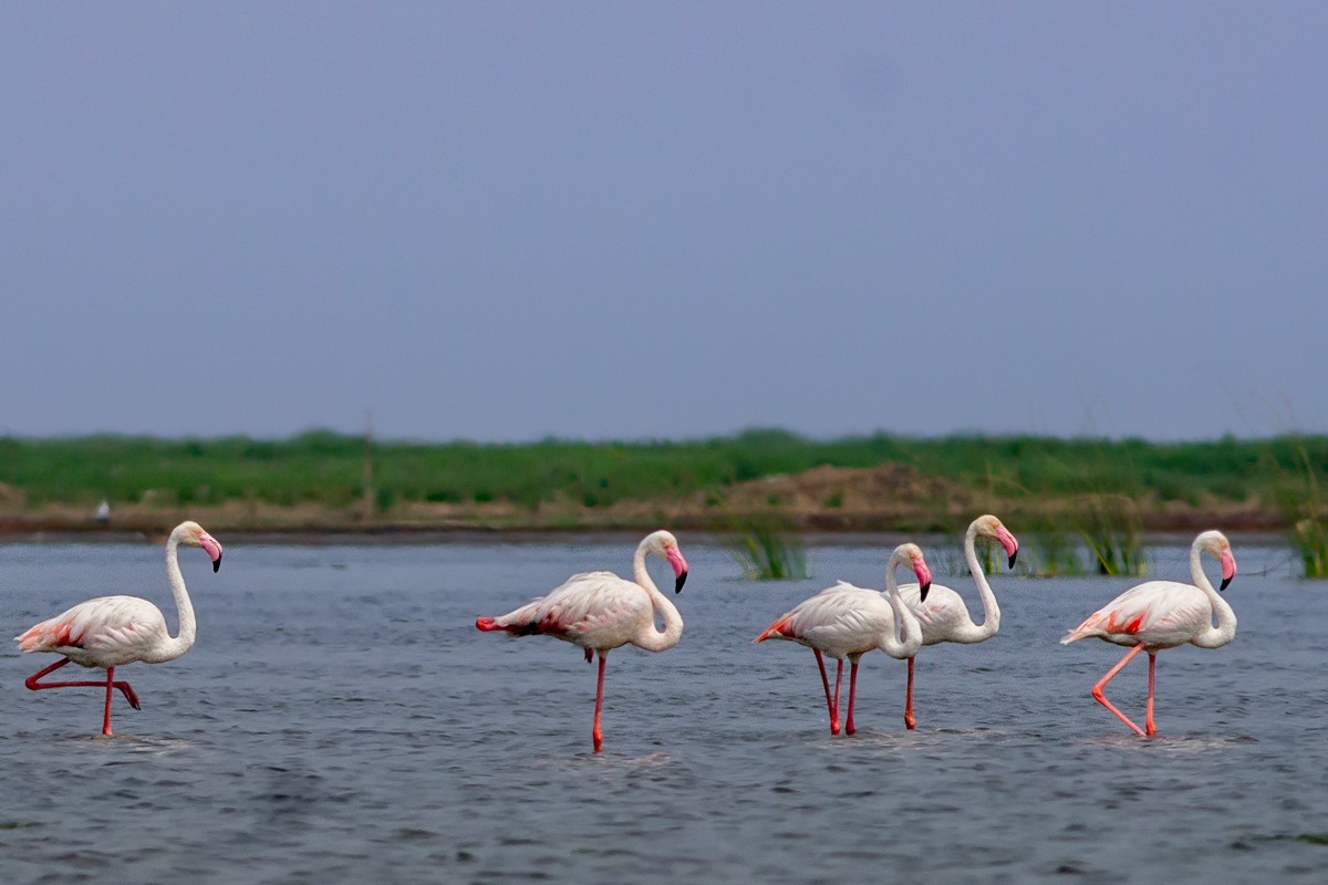 Greater Flamingo - Deepak Sahu