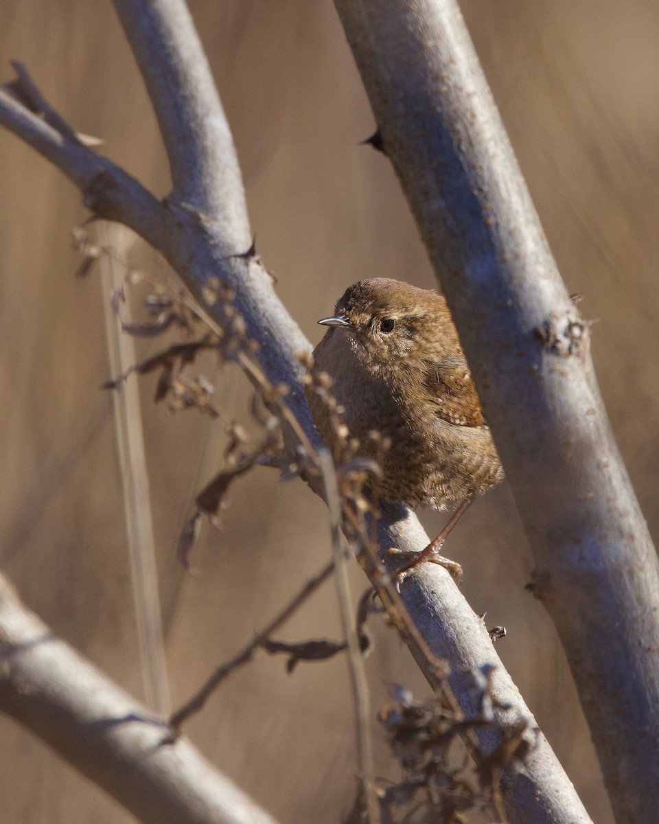 eBird Checklist 25 Dec 2022 Swan River Preserve, East Patchogue 12 species