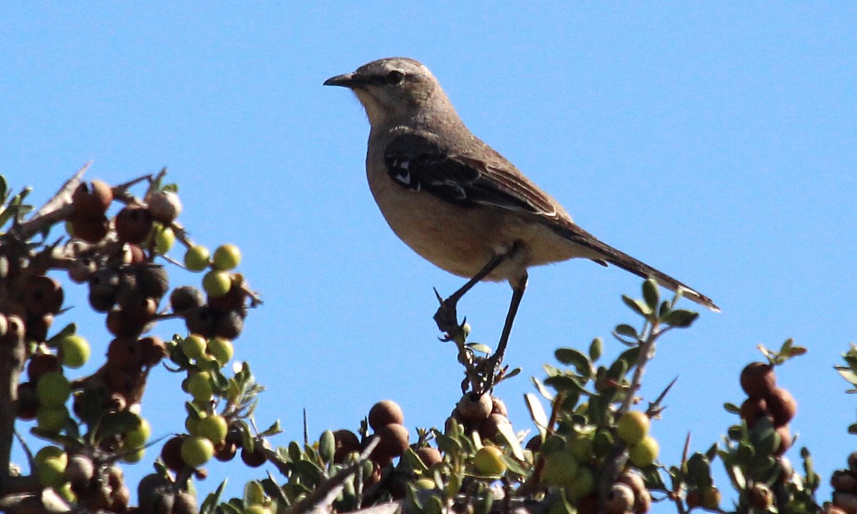 Patagonian Mockingbird - ML519708241