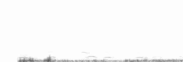 Tundra Swan (Whistling) - ML519708611
