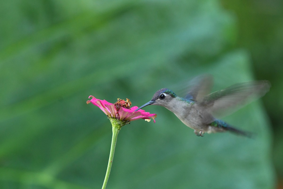 kolibřík klínoocasý - ML519708681