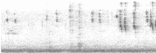 Boz Karınlı Sinklot - ML519710221