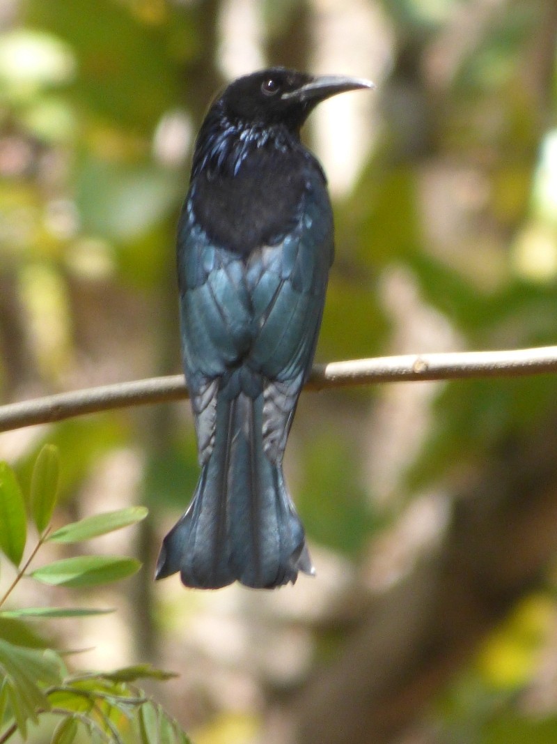 Hair-crested Drongo - ML51971051