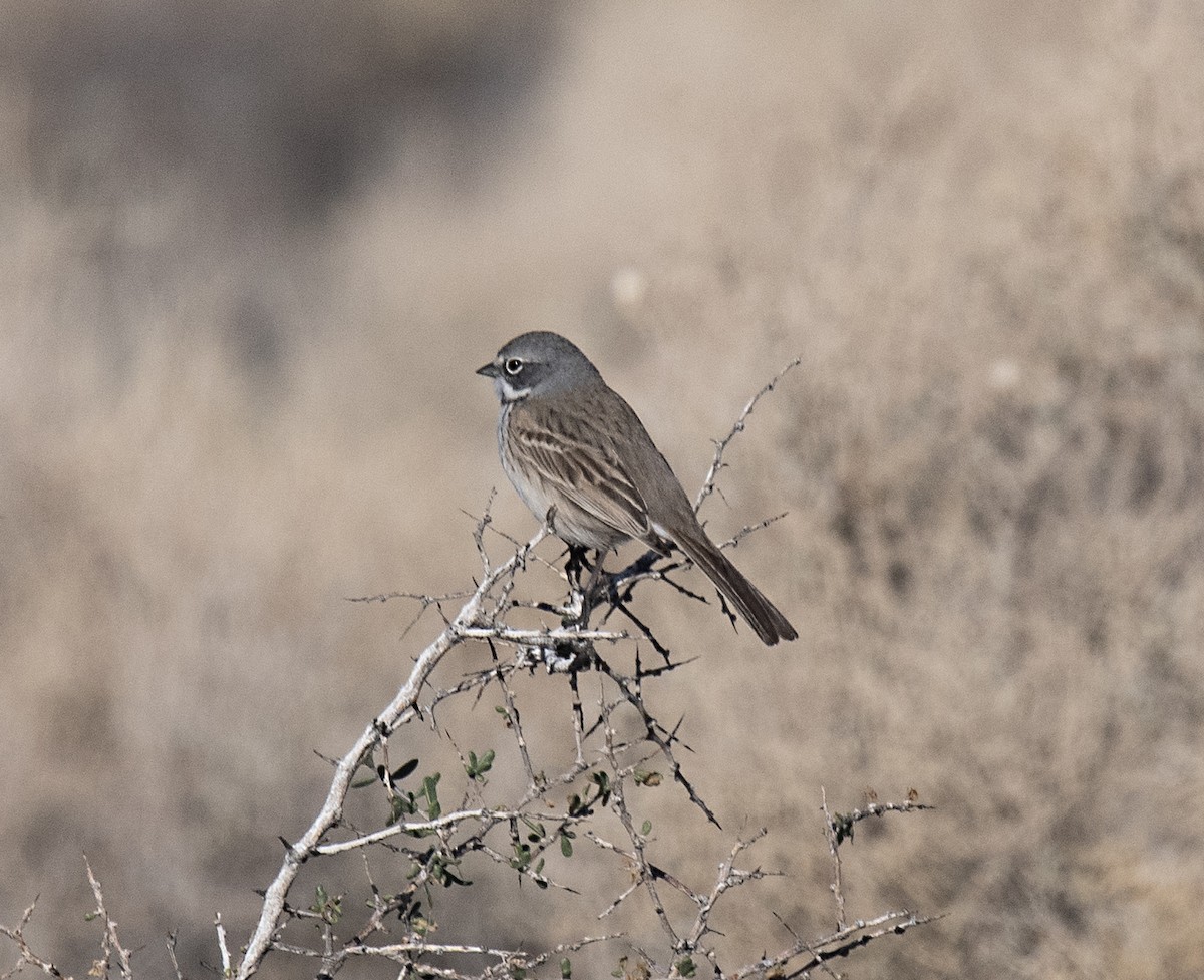 Sagebrush/Bell's Sparrow (Sage Sparrow) - ML519713881