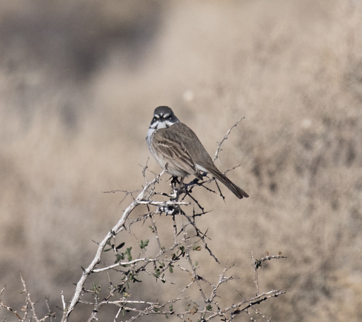 Sagebrush/Bell's Sparrow (Sage Sparrow) - Terry  Hurst