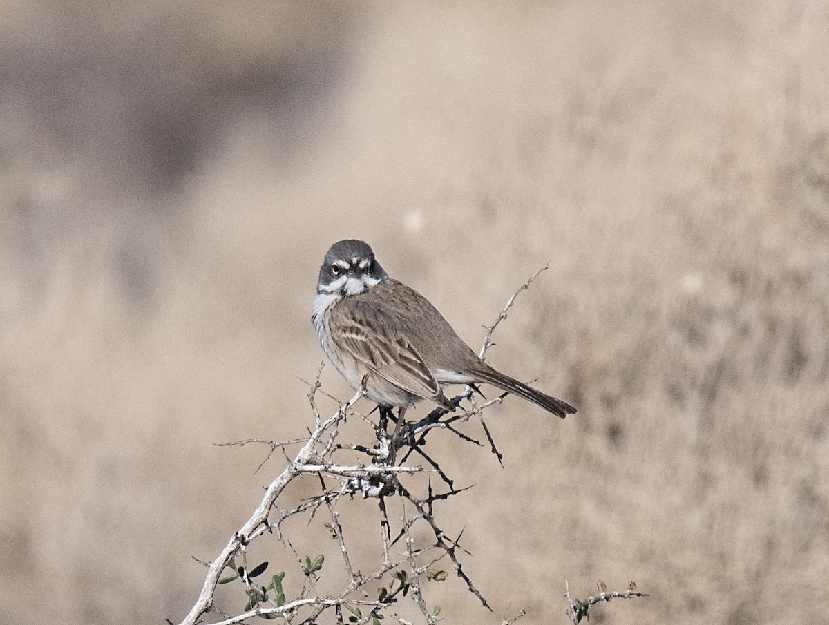 Sagebrush/Bell's Sparrow (Sage Sparrow) - ML519713911