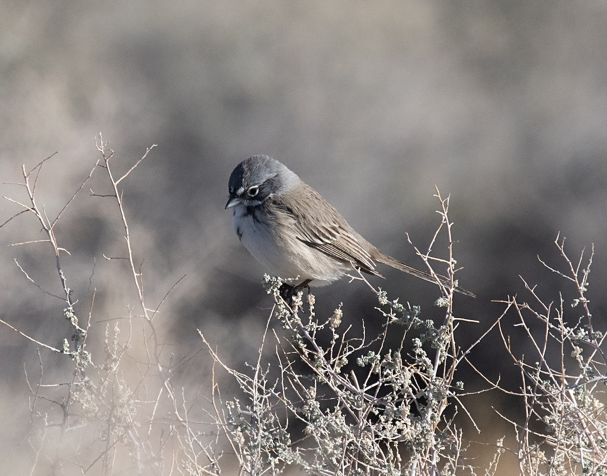 Sagebrush/Bell's Sparrow (Sage Sparrow) - ML519713921