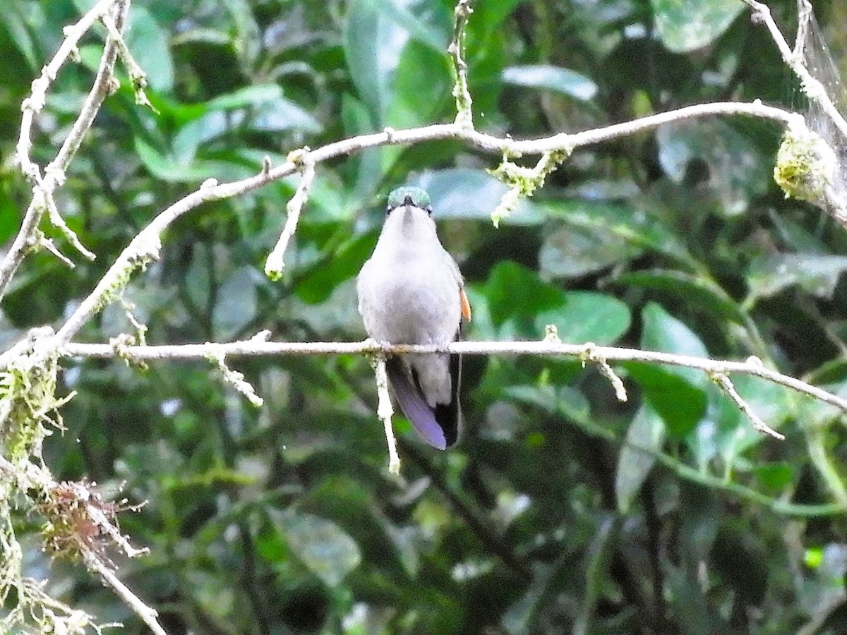 Stripe-tailed Hummingbird - ML519715311