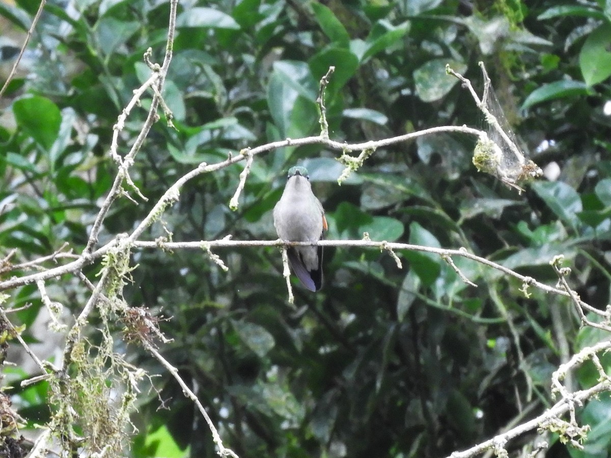 Stripe-tailed Hummingbird - ML519715481