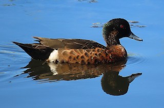 Chestnut Teal, ML519716701