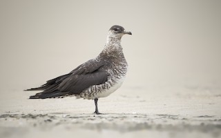 Parasitic Jaeger