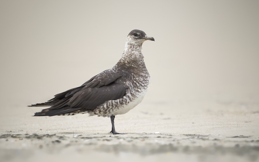 Parasitic Jaeger
