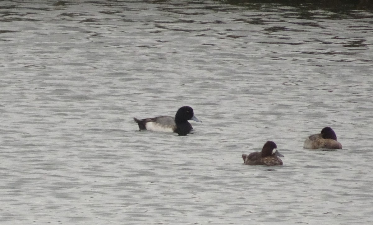 Greater Scaup - ML519718711
