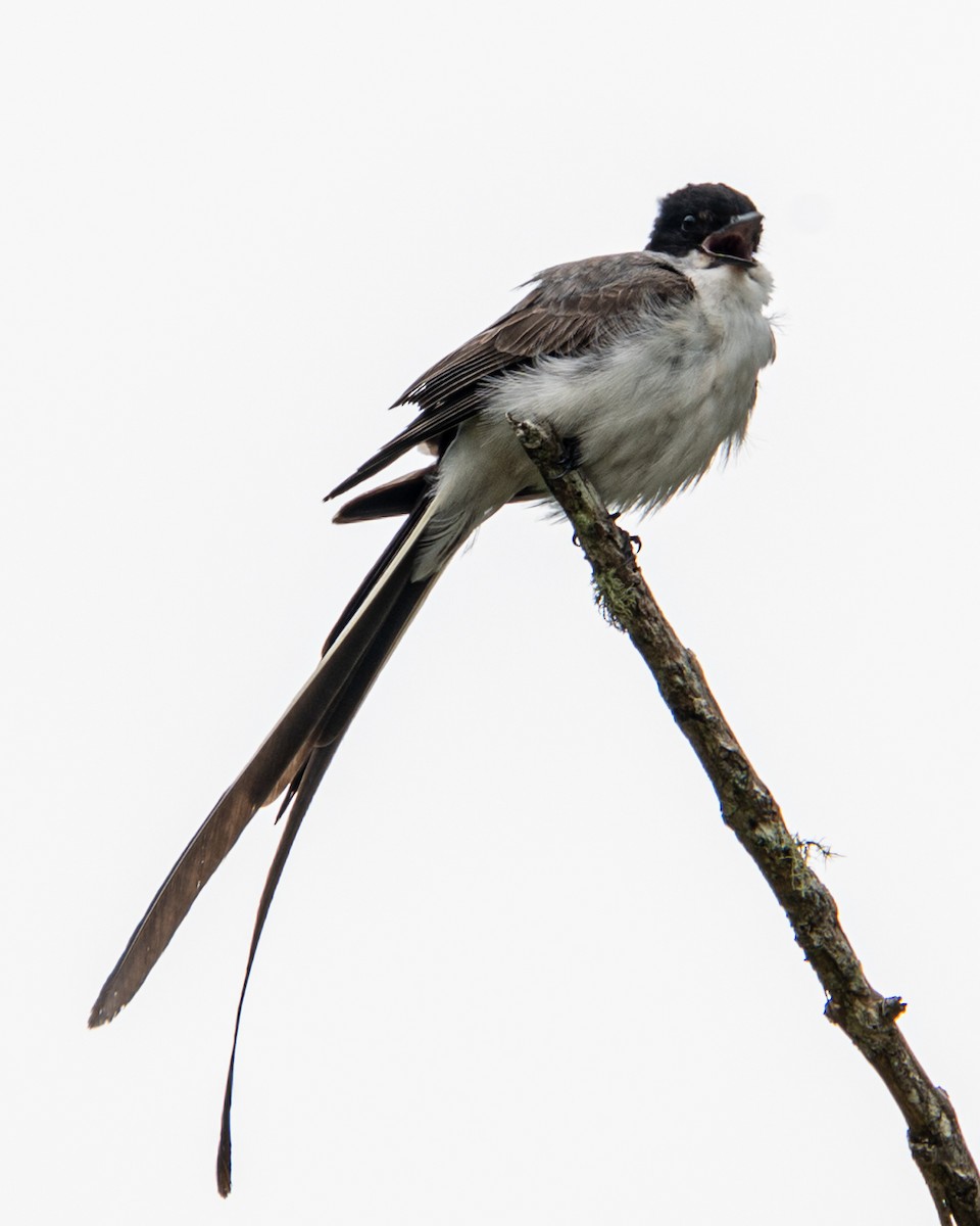 Fork-tailed Flycatcher - ML519725061