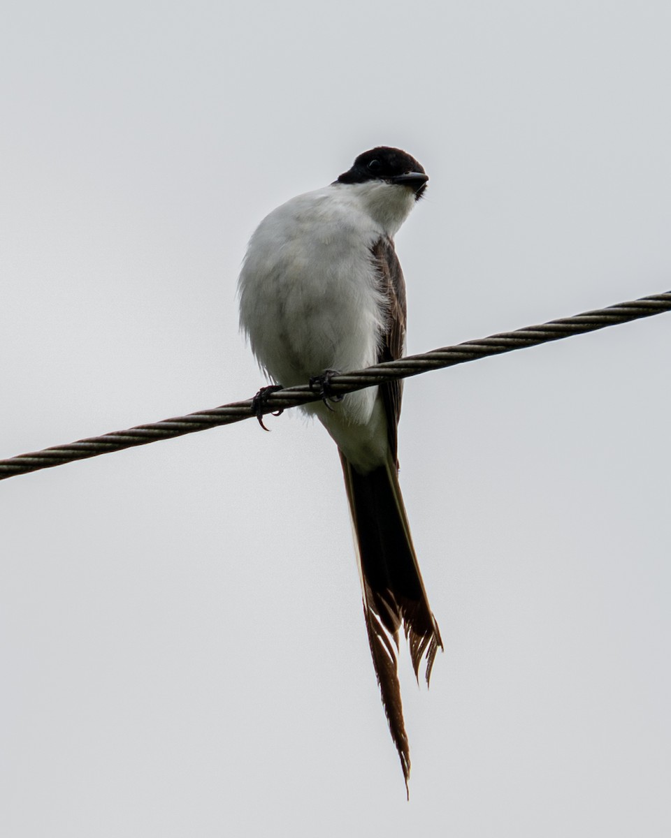 Fork-tailed Flycatcher - ML519725071