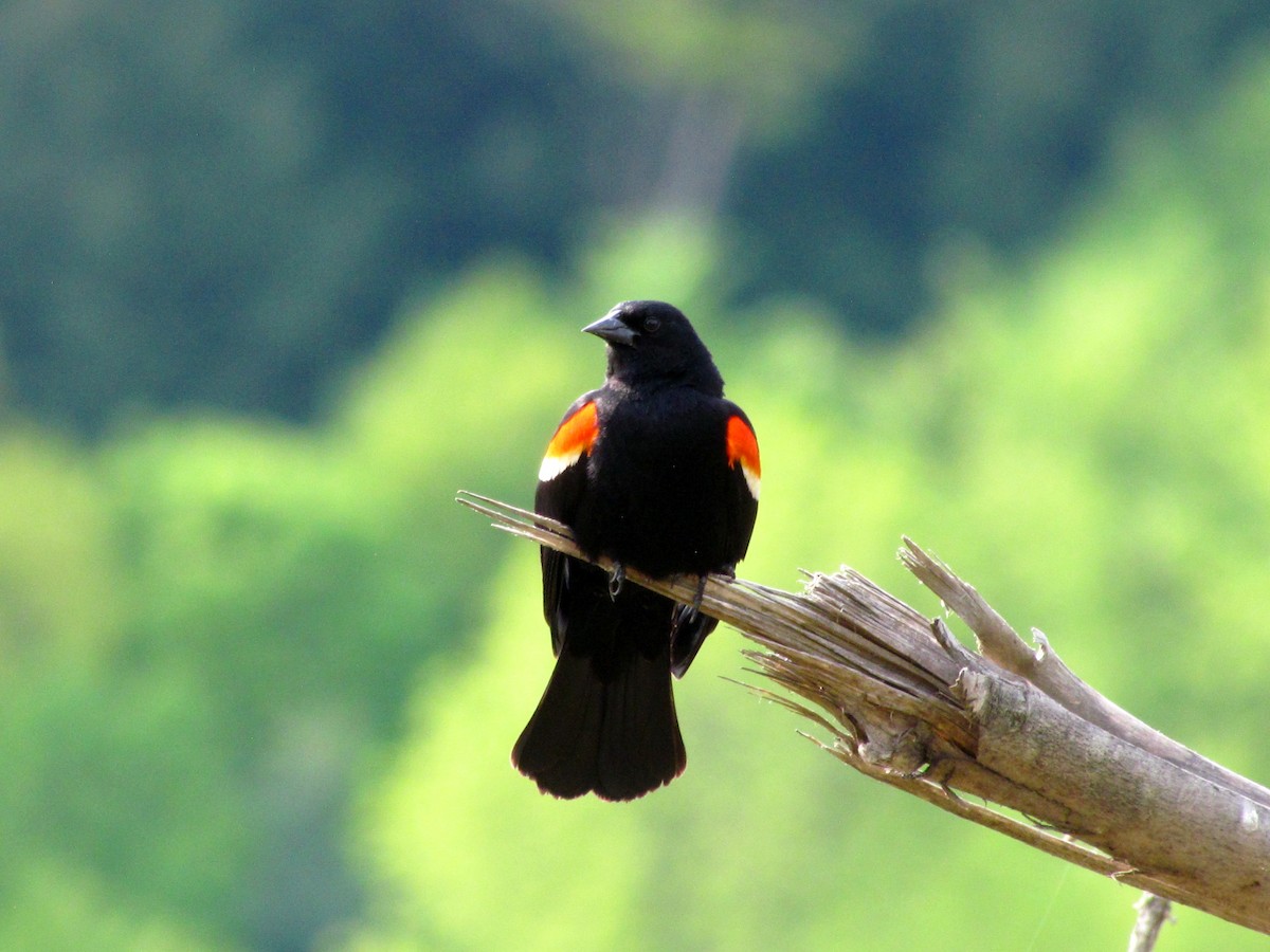 Red-winged Blackbird - ML51972621