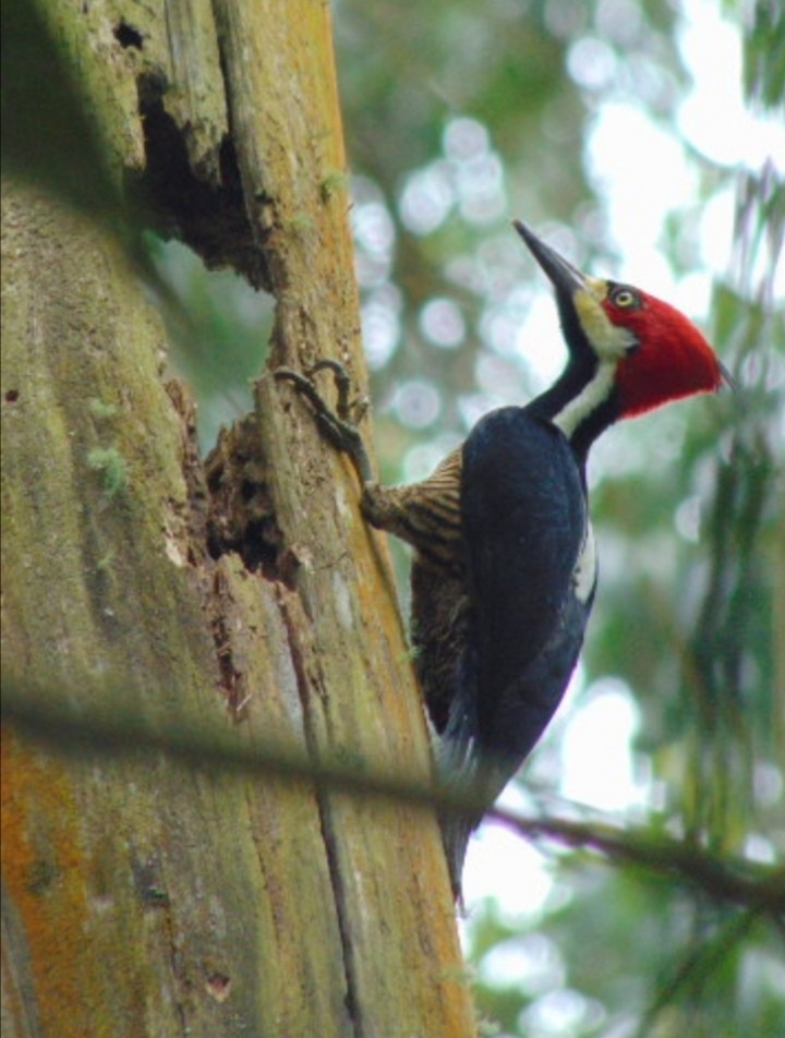 Crimson-crested Woodpecker - ML519728921