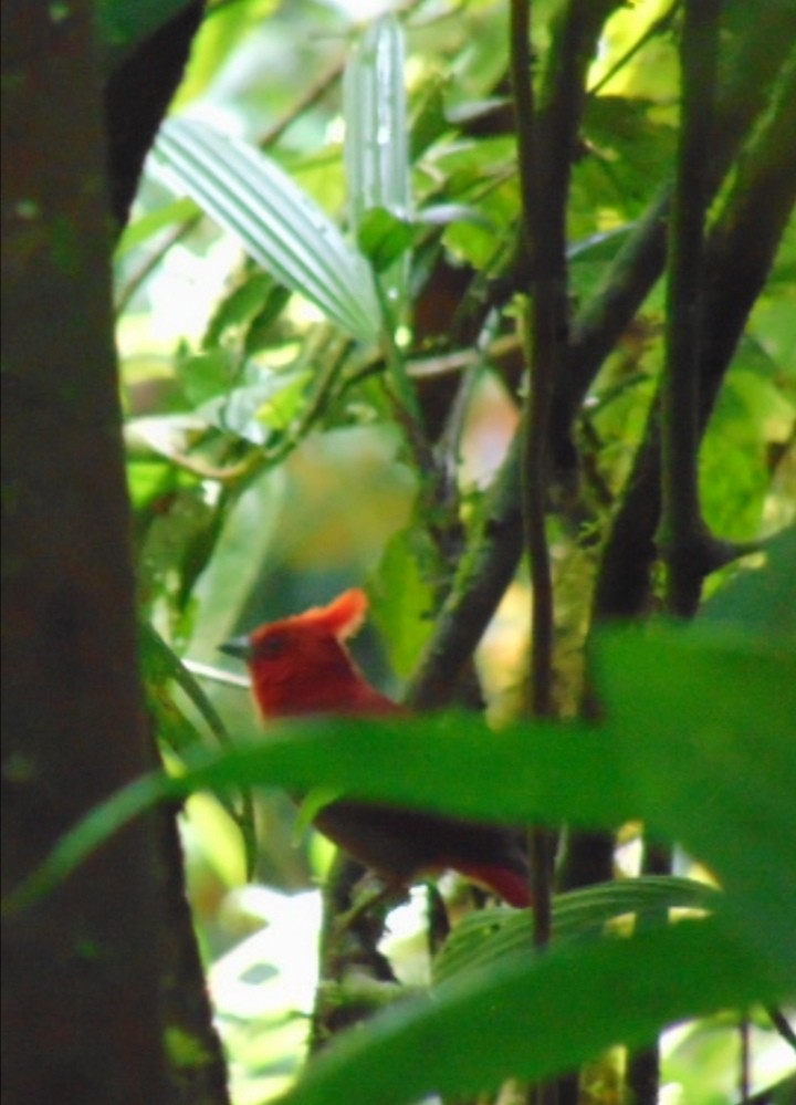 Crested Ant-Tanager - ML519729311