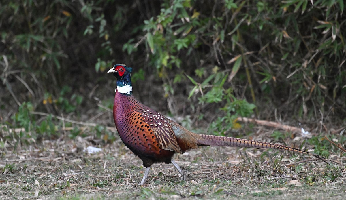 Ring-necked Pheasant - Ting-Wei (廷維) HUNG (洪)