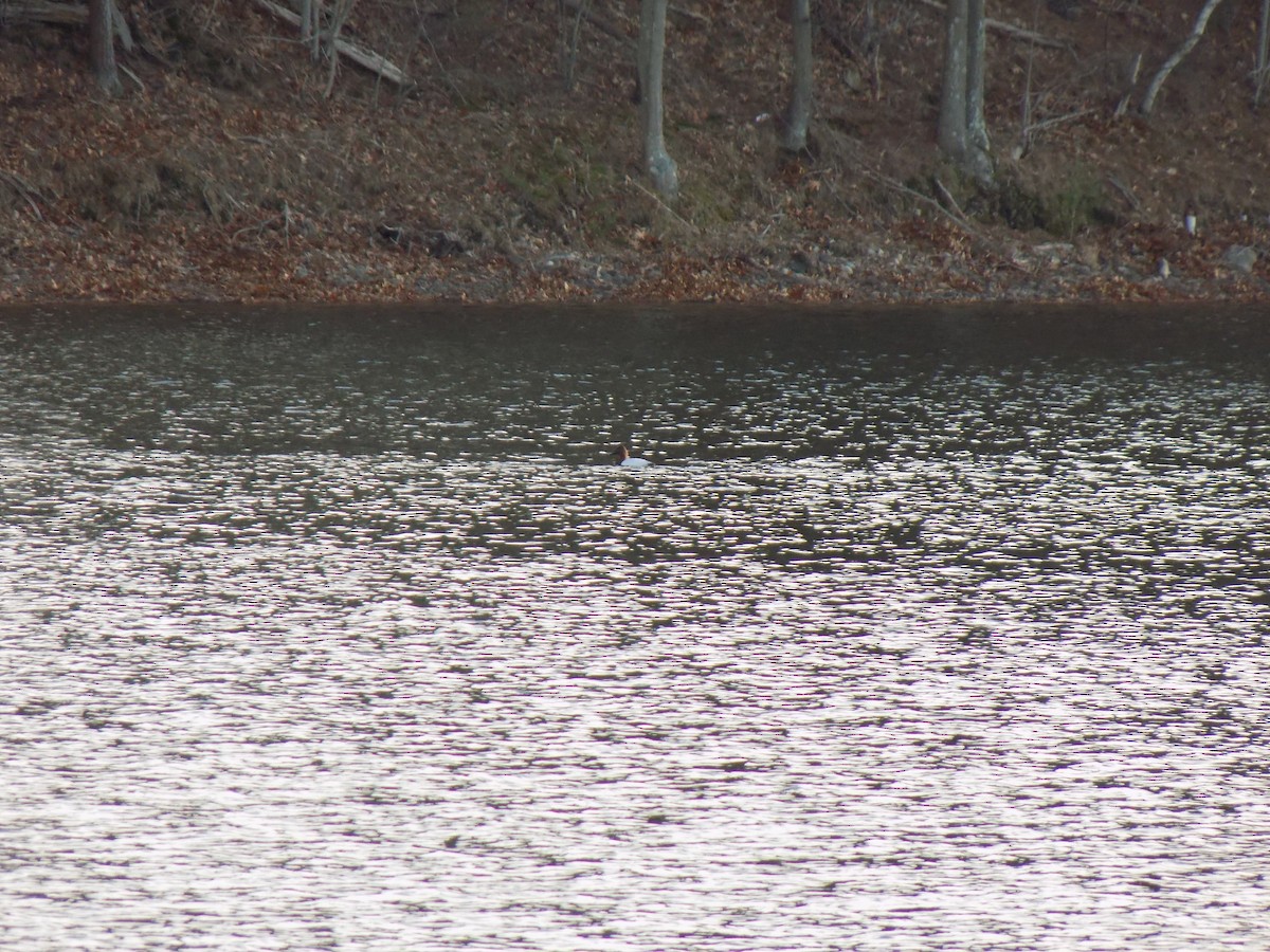 eBird Checklist 2 Jan 2023 Wenham Lake 3 species